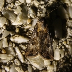 Agrotis munda (Brown Cutworm) at Capital Hill, ACT - 29 Oct 2019 by roymcd