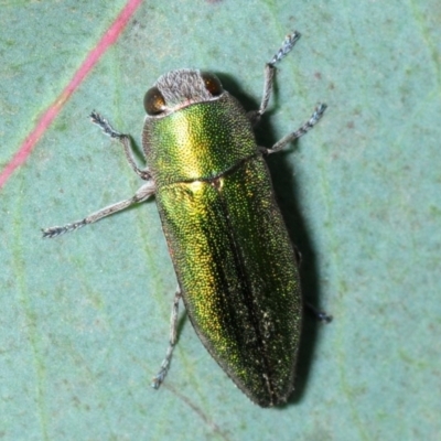 Melobasis propinqua (Propinqua jewel beetle) at Gundaroo, NSW - 29 Oct 2019 by Harrisi