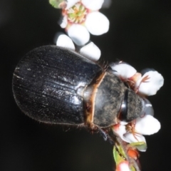 Melolonthinae (subfamily) (Cockchafer) at Gundaroo, NSW - 29 Oct 2019 by Harrisi