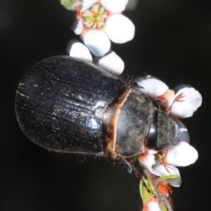 Melolonthinae sp. (subfamily) at Gundaroo, NSW - 29 Oct 2019
