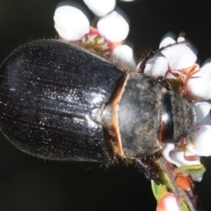 Melolonthinae (subfamily) at Gundaroo, NSW - 29 Oct 2019 04:11 PM