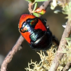 Choerocoris paganus (Ground shield bug) at Gundaroo, NSW - 29 Oct 2019 by Harrisi