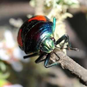 Choerocoris paganus at Gundaroo, NSW - 29 Oct 2019 03:45 PM