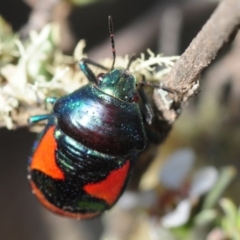 Choerocoris paganus at Gundaroo, NSW - 29 Oct 2019 03:45 PM