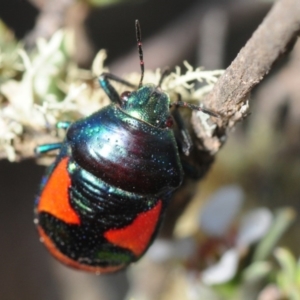 Choerocoris paganus at Gundaroo, NSW - 29 Oct 2019