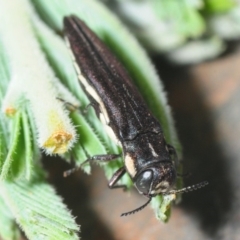 Agrilus hypoleucus (Hypoleucus jewel beetle) at Gundaroo, NSW - 29 Oct 2019 by Harrisi