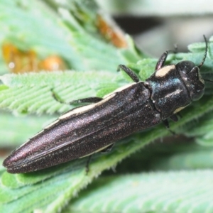 Agrilus hypoleucus at Gundaroo, NSW - 29 Oct 2019