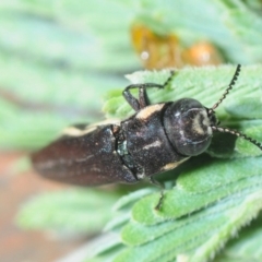 Agrilus hypoleucus at Gundaroo, NSW - 29 Oct 2019 10:36 PM