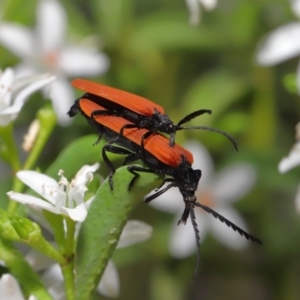 Porrostoma sp. (genus) at Acton, ACT - 24 Oct 2019 11:21 AM