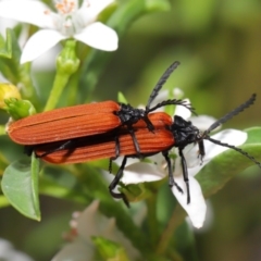 Porrostoma sp. (genus) at Acton, ACT - 24 Oct 2019