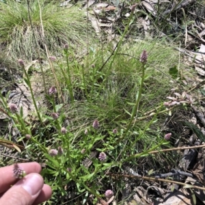 Stackhousia monogyna at Cotter River, ACT - 29 Oct 2019