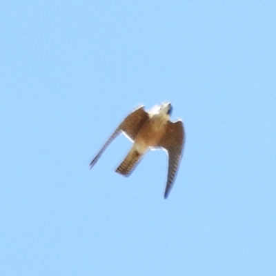 Falco longipennis (Australian Hobby) at Point 4999 - 29 Oct 2019 by MatthewFrawley
