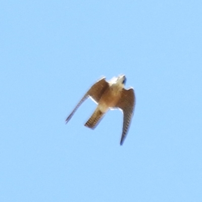 Falco longipennis (Australian Hobby) at Hackett, ACT - 29 Oct 2019 by MatthewFrawley