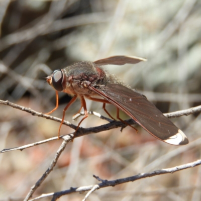 Comptosia stria (A bee fly) at Hackett, ACT - 29 Oct 2019 by MatthewFrawley