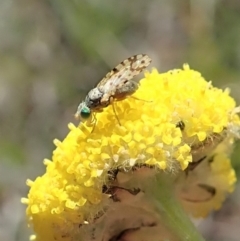 Austrotephritis sp. (genus) (Fruit fly or Seed fly) at Cook, ACT - 22 Oct 2019 by CathB