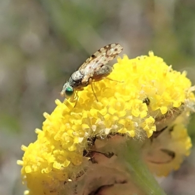 Austrotephritis sp. (genus) (Fruit fly or Seed fly) at Mount Painter - 22 Oct 2019 by CathB