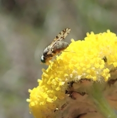 Austrotephritis sp. (genus) at Cook, ACT - 22 Oct 2019 12:26 PM