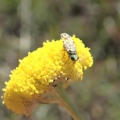 Austrotephritis sp. (genus) at Cook, ACT - 22 Oct 2019 12:26 PM