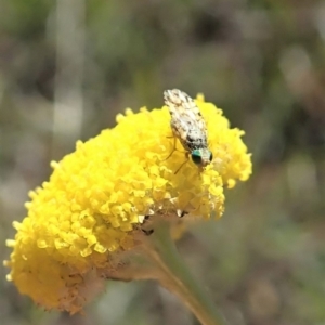 Austrotephritis sp. (genus) at Cook, ACT - 22 Oct 2019 12:26 PM