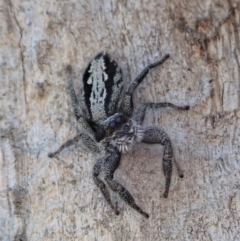 Ocrisiona leucocomis (White-flecked Crevice-dweller) at Cook, ACT - 23 Oct 2019 by CathB