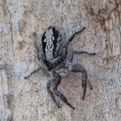 Ocrisiona leucocomis (White-flecked Crevice-dweller) at Mount Painter - 23 Oct 2019 by CathB