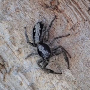 Ocrisiona leucocomis at Cook, ACT - 23 Oct 2019