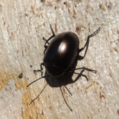 Chalcopteroides spectabilis (Rainbow darkling beetle) at Lanyon - northern section - 15 Oct 2019 by michaelb