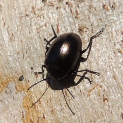 Chalcopteroides spectabilis (Rainbow darkling beetle) at Tuggeranong DC, ACT - 15 Oct 2019 by michaelb