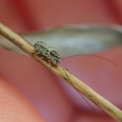 Exillis (genus) at Dunlop, ACT - 24 Oct 2019 12:25 PM