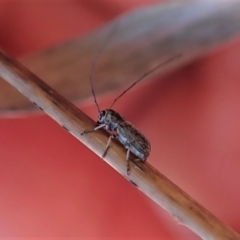 Exillis (genus) at Dunlop, ACT - 24 Oct 2019 12:25 PM