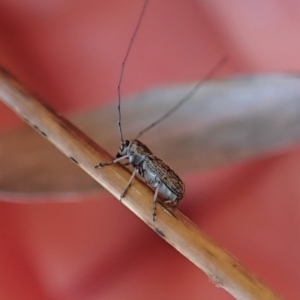 Exillis (genus) at Dunlop, ACT - 24 Oct 2019 12:25 PM