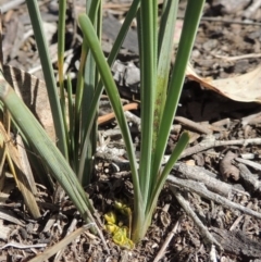 Lomandra bracteata (Small Matrush) at Tuggeranong DC, ACT - 15 Oct 2019 by michaelb