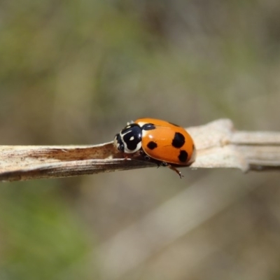 Hippodamia variegata (Spotted Amber Ladybird) at Mount Painter - 28 Oct 2019 by CathB
