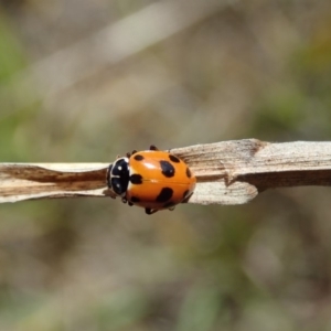 Hippodamia variegata at Cook, ACT - 28 Oct 2019 03:14 PM