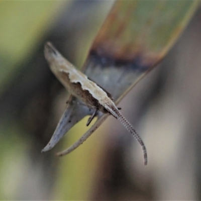 Plutella xylostella (Diamondback Moth) at Aranda Bushland - 24 Oct 2019 by CathB