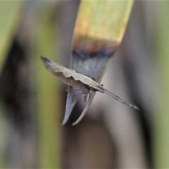 Plutella xylostella at Dunlop, ACT - 24 Oct 2019 01:04 PM