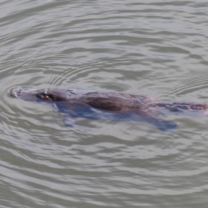 Ornithorhynchus anatinus at Bega, NSW - 30 Oct 2019 09:39 AM