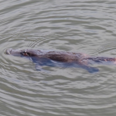 Ornithorhynchus anatinus (Platypus) at Bega, NSW - 29 Oct 2019 by MatthewHiggins