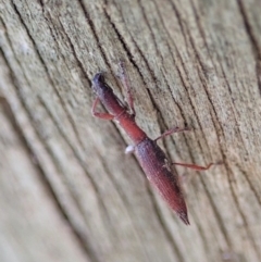 Rhadinosomus lacordairei (Thin Strawberry Weevil) at Mount Painter - 24 Oct 2019 by CathB