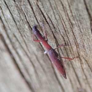 Rhadinosomus lacordairei at Dunlop, ACT - 24 Oct 2019 01:11 PM