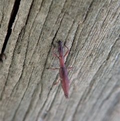 Rhadinosomus lacordairei at Dunlop, ACT - 24 Oct 2019