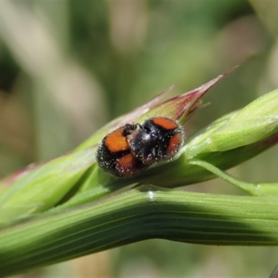 Diomus notescens (Little two-spotted ladybird) at Cook, ACT - 24 Oct 2019 by CathB