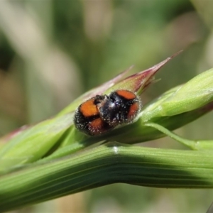 Diomus notescens at Cook, ACT - 24 Oct 2019