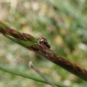 Diomus notescens at Cook, ACT - 24 Oct 2019 01:19 PM