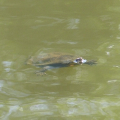 Chelodina longicollis (Eastern Long-necked Turtle) at Bega, NSW - 30 Oct 2019 by MatthewHiggins