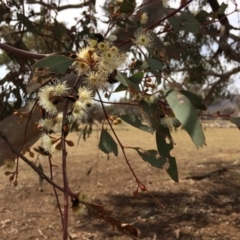 Eucalyptus melliodora (Yellow Box) at Kenny, ACT - 29 Oct 2019 by mcosgrove