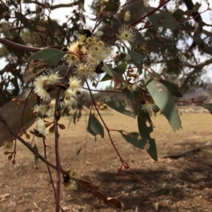 Eucalyptus melliodora at Kenny, ACT - 30 Oct 2019