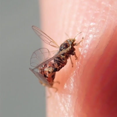 Psyllidae sp. (family) (Unidentified psyllid or lerp insect) at Mount Painter - 24 Oct 2019 by CathB