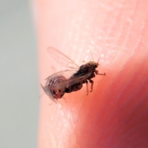 Psyllidae sp. (family) at Cook, ACT - 24 Oct 2019