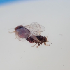 Psyllidae sp. (family) at Cook, ACT - 24 Oct 2019